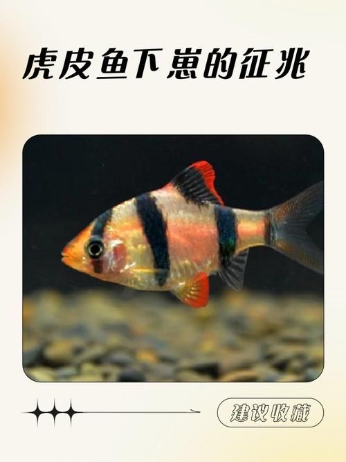 虎魚交叉感染后如何護(hù)理，虎皮魚交叉感染后護(hù)理詳解 虎魚交叉感染后如何護(hù)理，虎皮魚交叉感染后護(hù)理詳解 龍魚百科 第2張