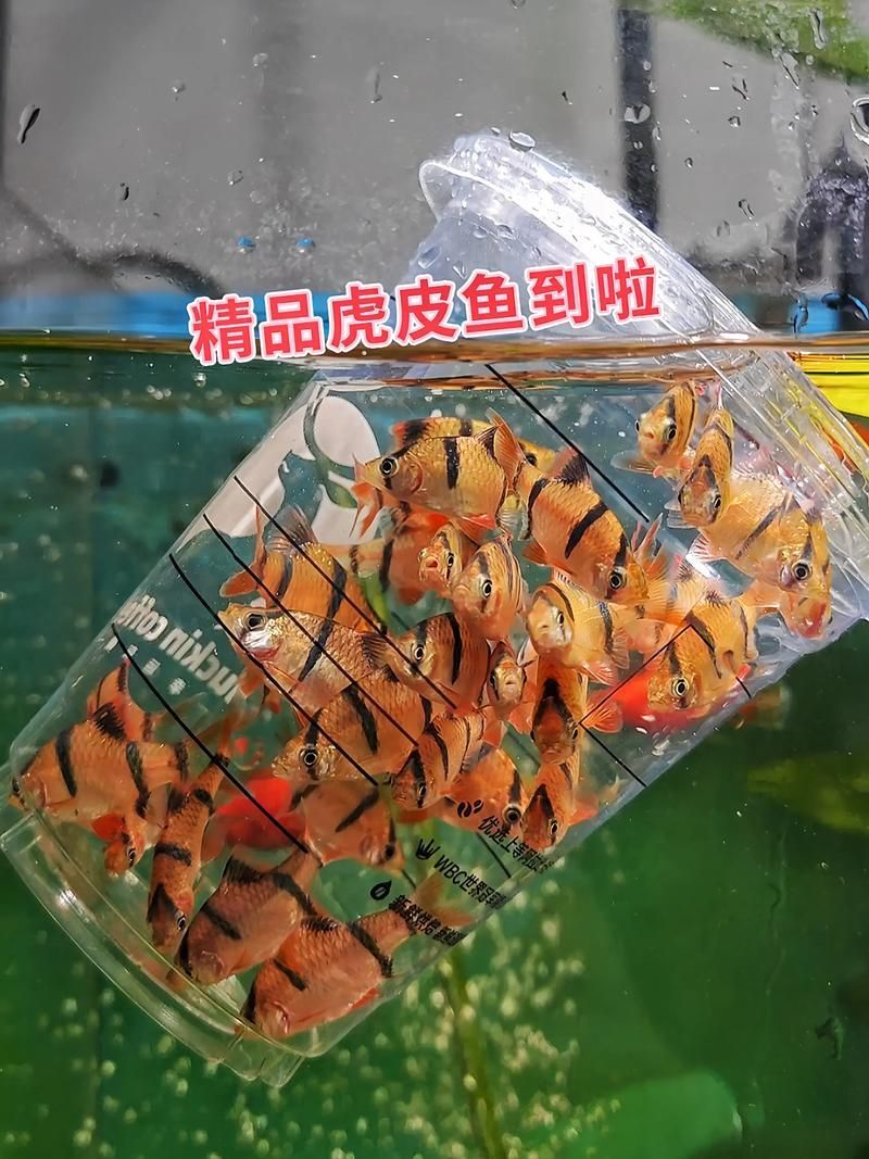 虎魚交叉感染后如何護(hù)理，虎皮魚交叉感染后護(hù)理詳解 虎魚交叉感染后如何護(hù)理，虎皮魚交叉感染后護(hù)理詳解 龍魚百科 第5張