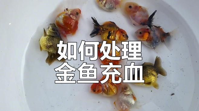 金魚充血后多久會(huì)恢復(fù)，金魚充血后多久會(huì)恢復(fù)是一個(gè)常見的問題