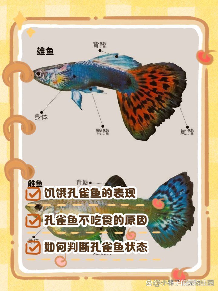 如何判斷孔雀魚是否饑餓，判斷孔雀魚是否饑餓，可以通過觀察其行為和體態來判斷