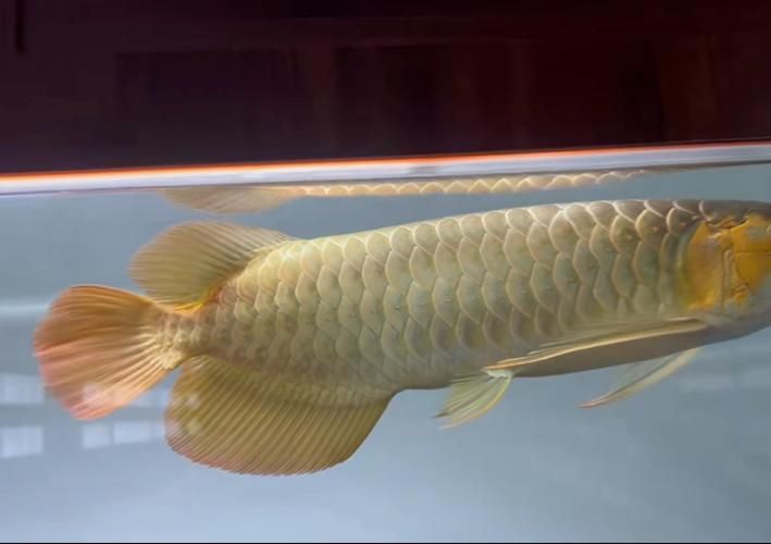 如何鑒別真假白玉紅龍魚？，如何鑒別真假白玉紅龍魚 如何鑒別真假白玉紅龍魚？，如何鑒別真假白玉紅龍魚 龍魚百科 第5張