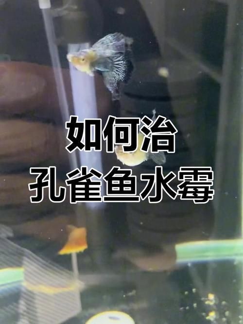 如何預防孔雀魚身上發白腐爛，孔雀魚身上發白腐爛的預防