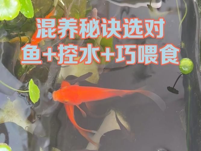 混養魚類時需要注意什么，混養魚類時需要注意什么，錦鯉混養指南