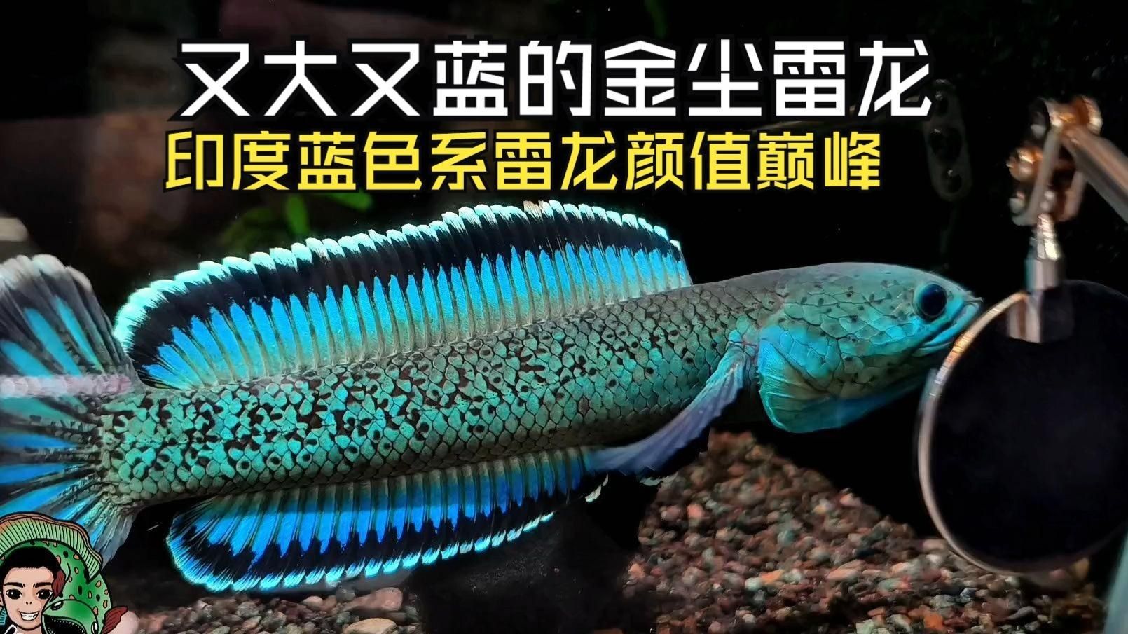 祥龍魚場有哪些冷水雷龍魚品種？，祥龍魚場有哪些冷水雷龍魚品種及種