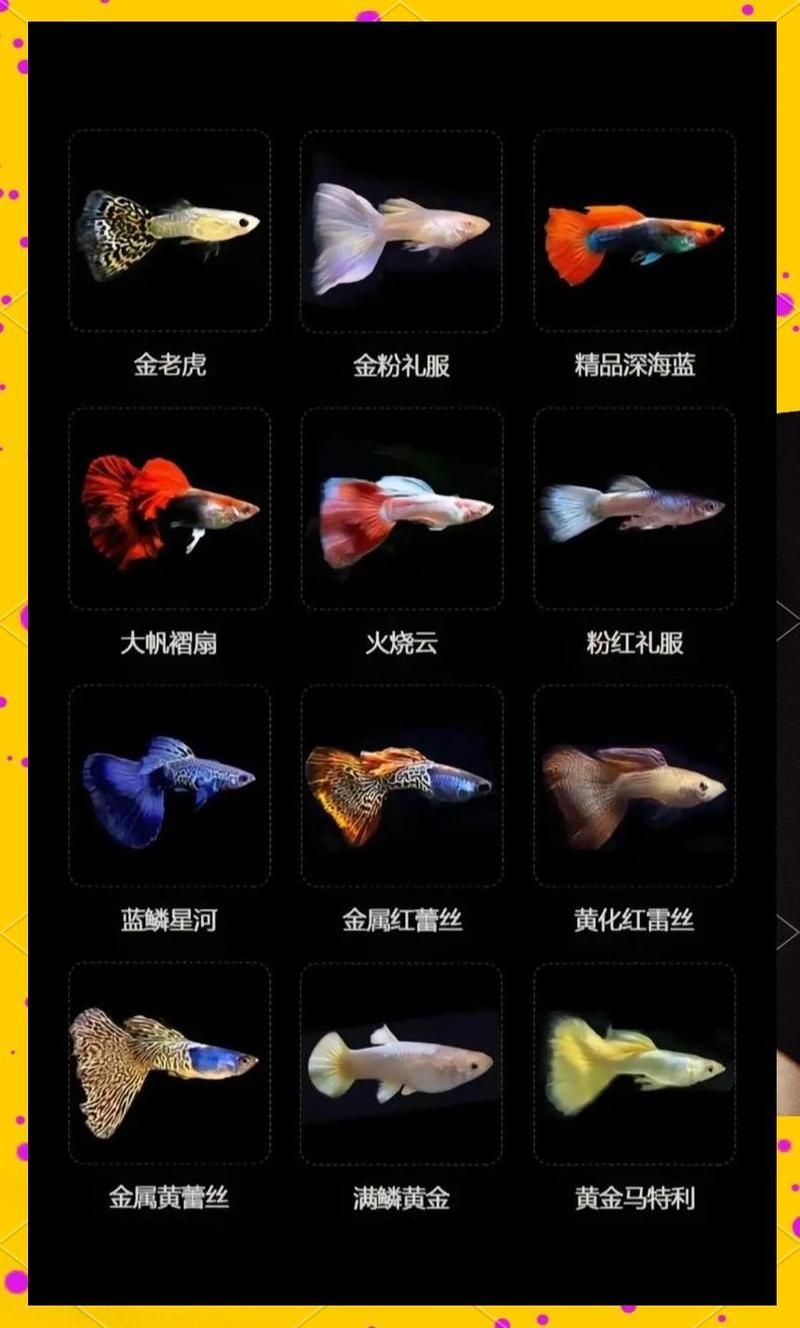 給我一些養孔雀魚的技巧
