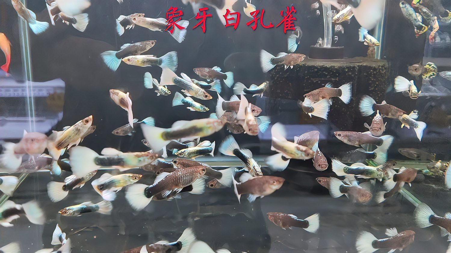 給我一些養孔雀魚的技巧