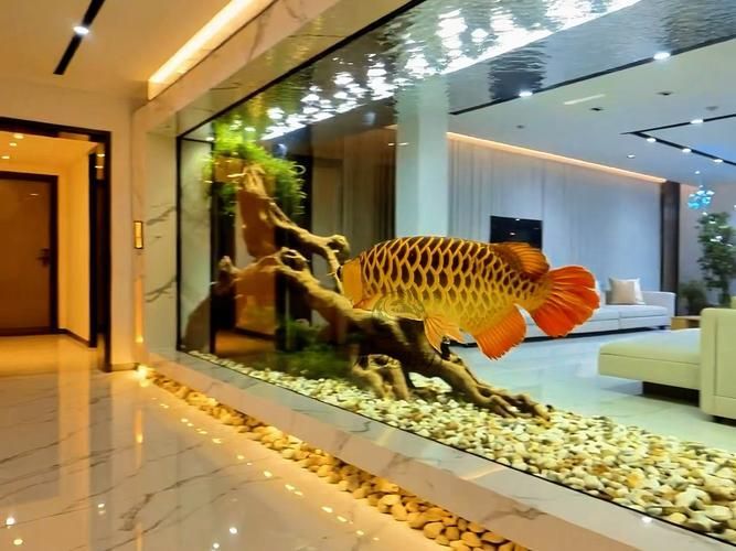 如何根據(jù)房間布局選擇龍魚缸？，如何根據(jù)房間布局選擇龍魚缸 如何根據(jù)房間布局選擇龍魚缸？，如何根據(jù)房間布局選擇龍魚缸 龍魚百科 第5張