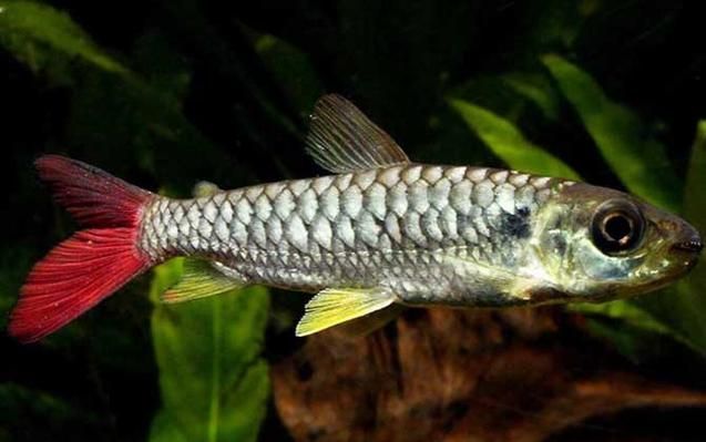 如何判斷紅尾平克魚是否健康？，chalceusmacrolepidotusmacrolepidotusmacrolepidotus 如何判斷紅尾平克魚是否健康？，chalceusmacrolepidotusmacrolepidotusmacrolepidotus 龍魚百科 第3張
