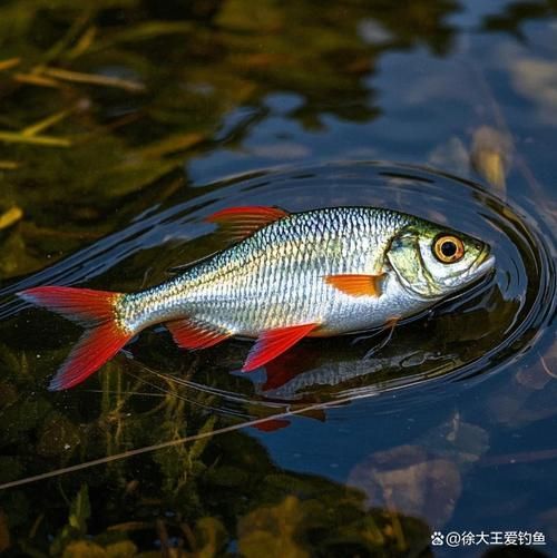 如何判斷紅尾平克魚是否健康？，chalceusmacrolepidotusmacrolepidotusmacrolepidotus 如何判斷紅尾平克魚是否健康？，chalceusmacrolepidotusmacrolepidotusmacrolepidotus 龍魚百科 第6張