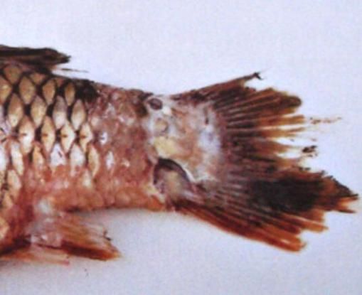 觀賞魚爛尾爛鰭爛鱗后如何護理，關于觀賞魚爛尾、爛鰭、爛鱗的護理