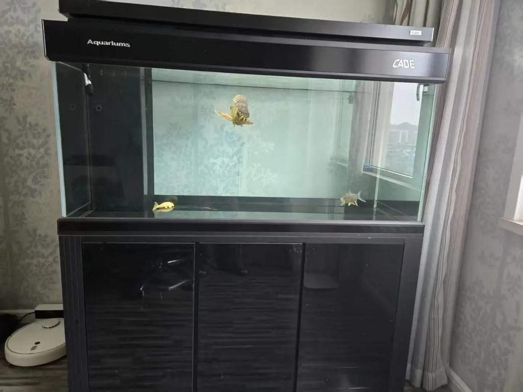 彩鰈和可麗愛哪個品牌更值得購買？，彩鰈和可麗哪個更值得購買？