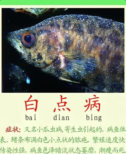 如何預防金魚再次患病
