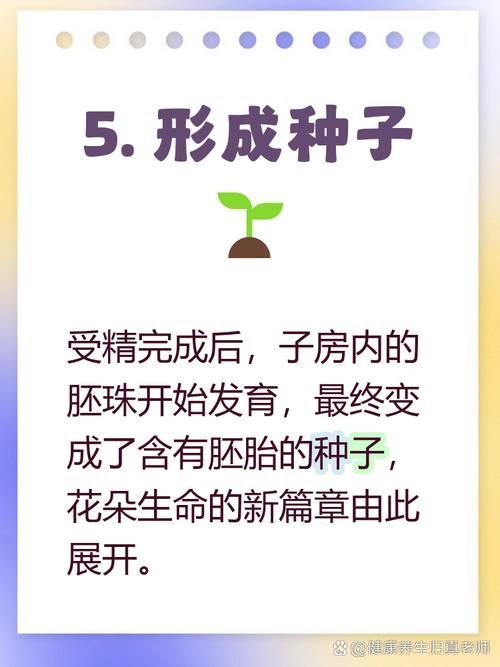 能否提供更詳細的繁殖過程圖解