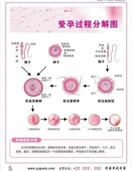 能否提供更詳細的繁殖過程圖解