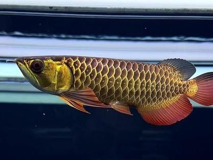 武吉美拉金龍魚有哪些選購技巧？，武吉美拉金龍魚的選購技巧