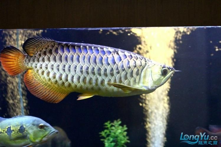 武吉美拉金龍魚有哪些選購技巧？，武吉美拉金龍魚的選購技巧