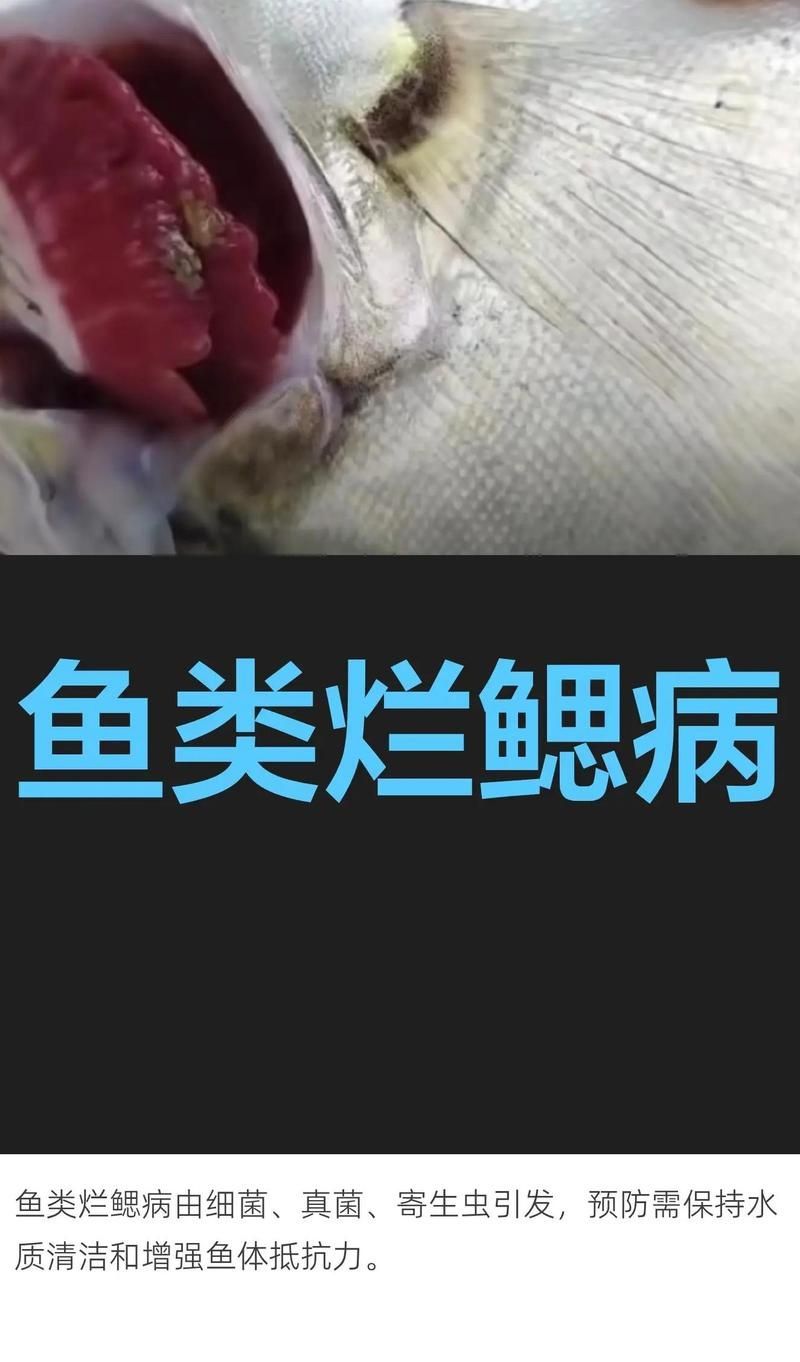 如何預防魚鰓爛掉，如何科學預防魚鰓爛掉 如何預防魚鰓爛掉，如何科學預防魚鰓爛掉 龍魚百科 第8張