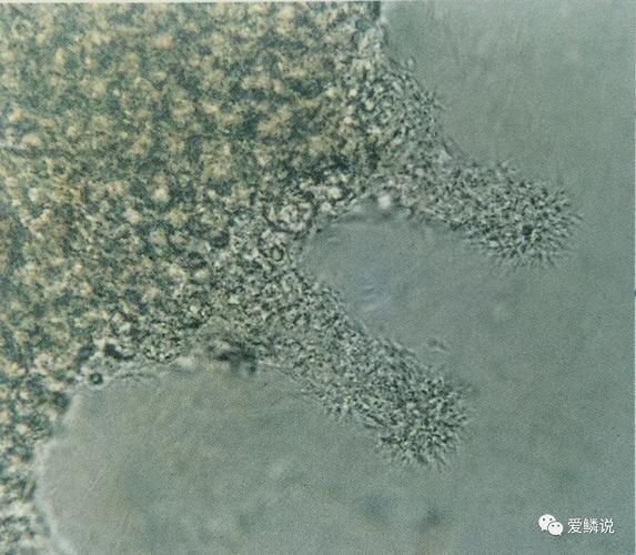 如何預防魚鰓爛掉，如何科學預防魚鰓爛掉 如何預防魚鰓爛掉，如何科學預防魚鰓爛掉 龍魚百科 第4張