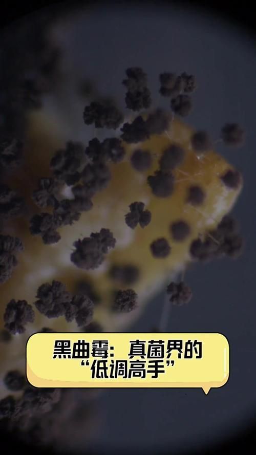 黃粉治療黑霉有哪些副作用,黃粉治療黑霉有哪些副作用調用工具 龍魚百科 第6張 黃粉治療黑霉有哪些副作用,黃粉治療黑霉有哪些副作用調用工具 黃粉治療黑霉有哪些副作用,黃粉治療黑霉有哪些副作用調用工具 龍魚百科 第6張