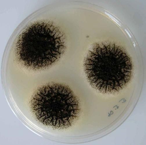 黃粉治療黑霉有哪些副作用,黃粉治療黑霉有哪些副作用調用工具 龍魚百科 第3張 黃粉治療黑霉有哪些副作用,黃粉治療黑霉有哪些副作用調用工具 黃粉治療黑霉有哪些副作用,黃粉治療黑霉有哪些副作用調用工具 龍魚百科 第3張