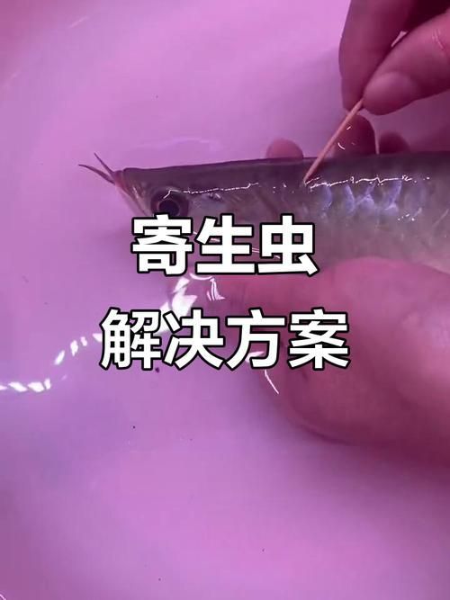 給我一些龍魚寄生蟲的圖片