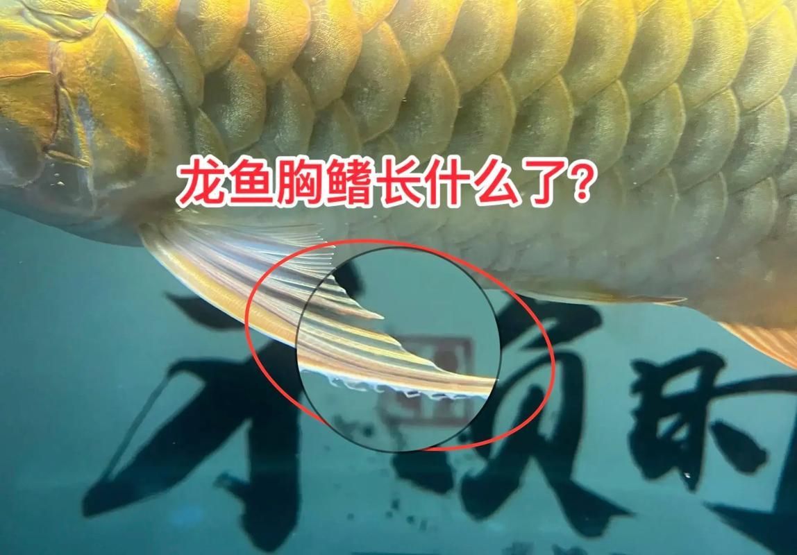給我一些龍魚寄生蟲的圖片
