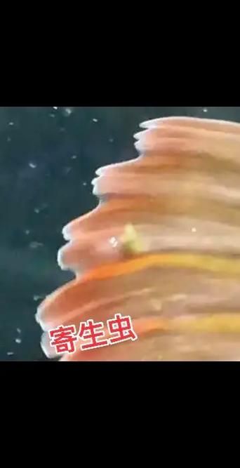 給我一些龍魚寄生蟲的圖片