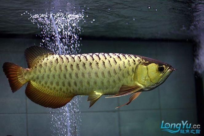 過(guò)背金龍魚有哪些品相類型？，過(guò)背金龍魚是一種觀賞性極高的魚類 過(guò)背金龍魚有哪些品相類型？，過(guò)背金龍魚是一種觀賞性極高的魚類 龍魚百科 第4張