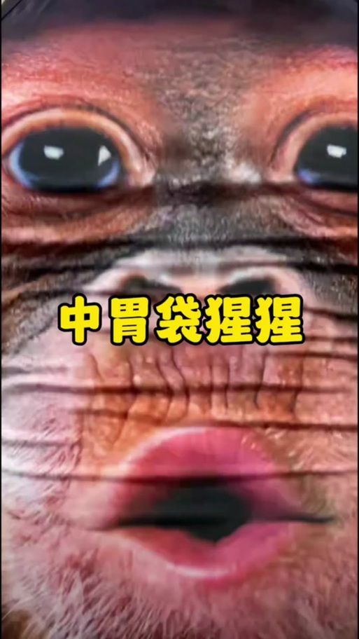 《龍之戰(zhàn)》中蘇維利拉的胃袋有多大，《龍之戰(zhàn)》中蘇維利拉的胃袋有多大調(diào)用全球搜檢12 《龍之戰(zhàn)》中蘇維利拉的胃袋有多大，《龍之戰(zhàn)》中蘇維利拉的胃袋有多大調(diào)用全球搜檢12 龍魚百科 第4張