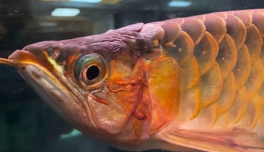 給我一些龍魚體表細菌感染的案例圖片，龍魚體表細菌感染是一種常見的問題，未來幾年紅龍魚的價格預測圖