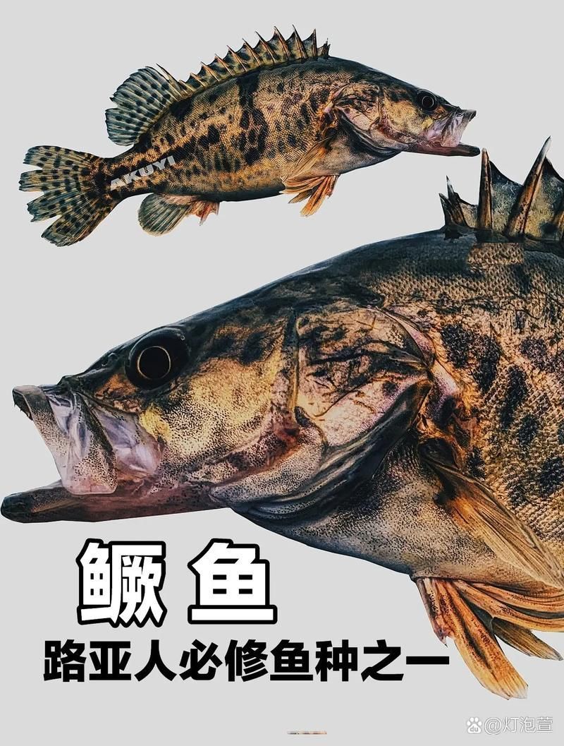 如何區分普通鱖魚和斑鱖，sinipercachuatsi與斑鱖（sinipercascherzeri） 如何區分普通鱖魚和斑鱖，sinipercachuatsi與斑鱖（sinipercascherzeri） 龍魚百科 第1張