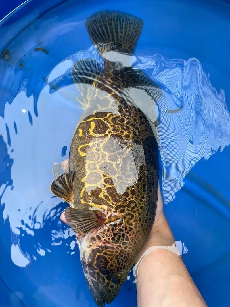 如何區分普通鱖魚和斑鱖，sinipercachuatsi與斑鱖（sinipercascherzeri） 如何區分普通鱖魚和斑鱖，sinipercachuatsi與斑鱖（sinipercascherzeri） 龍魚百科 第6張