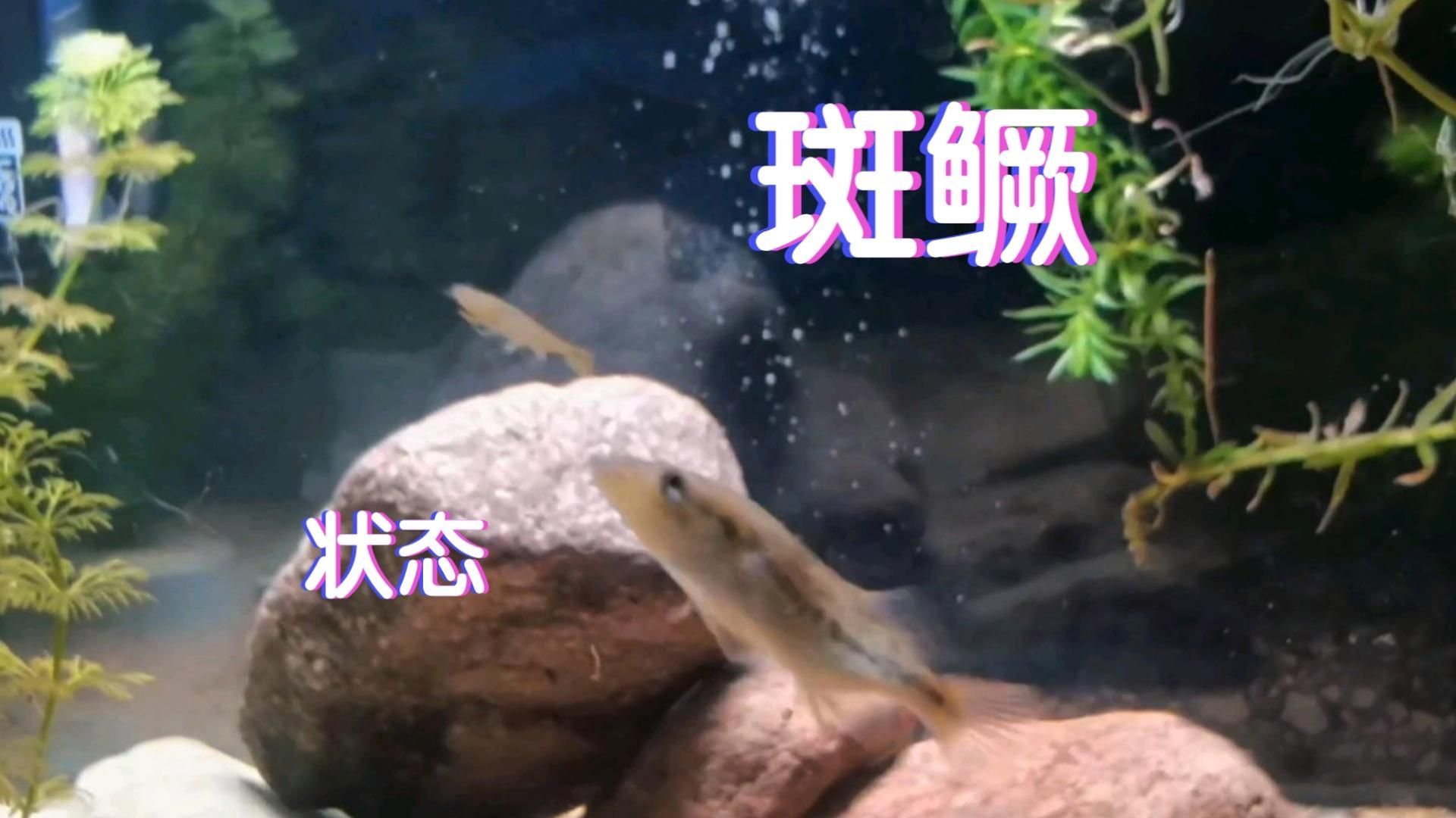 如何區分普通鱖魚和斑鱖，sinipercachuatsi與斑鱖（sinipercascherzeri） 如何區分普通鱖魚和斑鱖，sinipercachuatsi與斑鱖（sinipercascherzeri） 龍魚百科 第7張
