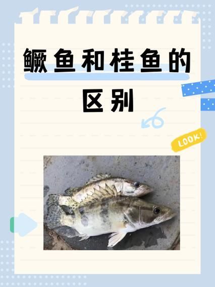 如何區分普通鱖魚和斑鱖，sinipercachuatsi與斑鱖（sinipercascherzeri） 如何區分普通鱖魚和斑鱖，sinipercachuatsi與斑鱖（sinipercascherzeri） 龍魚百科 第3張