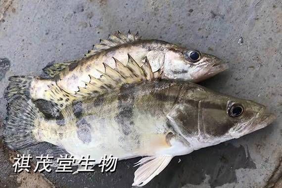 如何區分普通鱖魚和斑鱖，sinipercachuatsi與斑鱖（sinipercascherzeri） 如何區分普通鱖魚和斑鱖，sinipercachuatsi與斑鱖（sinipercascherzeri） 龍魚百科 第2張
