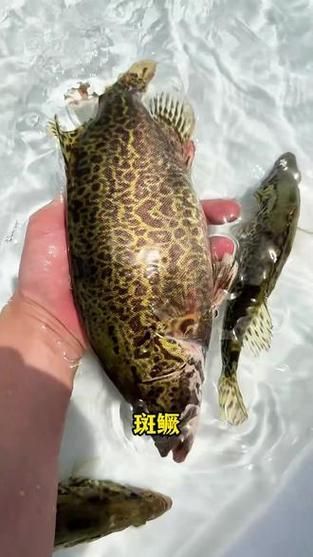 如何區分普通鱖魚和斑鱖，sinipercachuatsi與斑鱖（sinipercascherzeri） 如何區分普通鱖魚和斑鱖，sinipercachuatsi與斑鱖（sinipercascherzeri） 龍魚百科 第5張