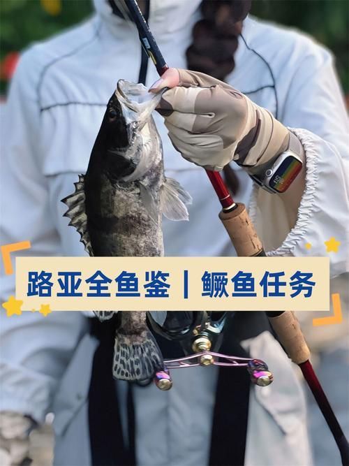 如何區分普通鱖魚和斑鱖，sinipercachuatsi與斑鱖（sinipercascherzeri） 如何區分普通鱖魚和斑鱖，sinipercachuatsi與斑鱖（sinipercascherzeri） 龍魚百科 第4張