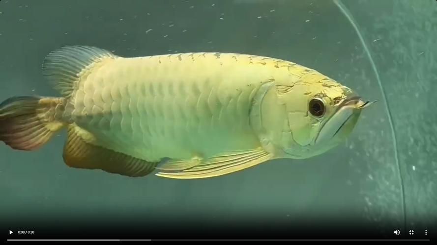 如何聯系祥龍魚場進行龍魚繁殖？，如何聯系祥龍魚場