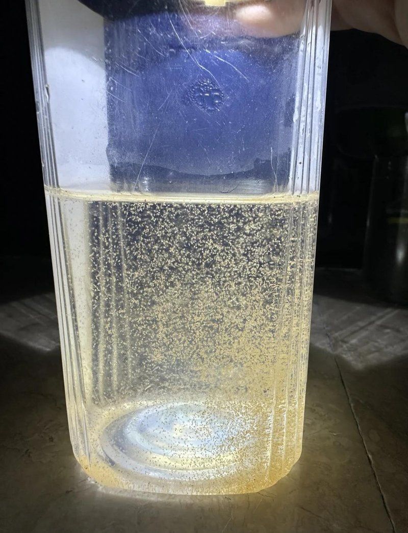 豐年蝦無節幼體如何孵化，豐年蝦無節幼體如何孵化豐年蝦無節幼體如何孵化