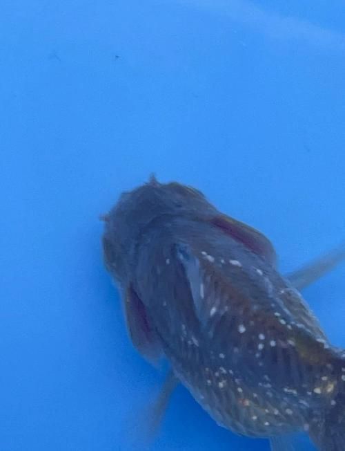 如何判斷魚是否生病，arxiv論文助手arxiv論文助手可輔助獲取專業(yè)水產(chǎn)病理學(xué)論文 如何判斷魚是否生病，arxiv論文助手arxiv論文助手可輔助獲取專業(yè)水產(chǎn)病理學(xué)論文 龍魚百科 第2張