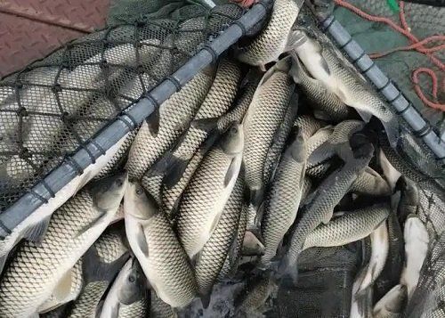 如何判斷魚是否生病，arxiv論文助手arxiv論文助手可輔助獲取專業(yè)水產(chǎn)病理學(xué)論文 如何判斷魚是否生病，arxiv論文助手arxiv論文助手可輔助獲取專業(yè)水產(chǎn)病理學(xué)論文 龍魚百科 第6張