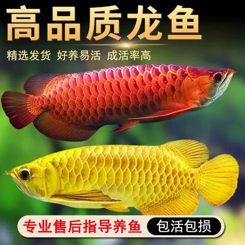 如何鑒別紅背金龍魚的品質，如何鑒別紅背金龍魚