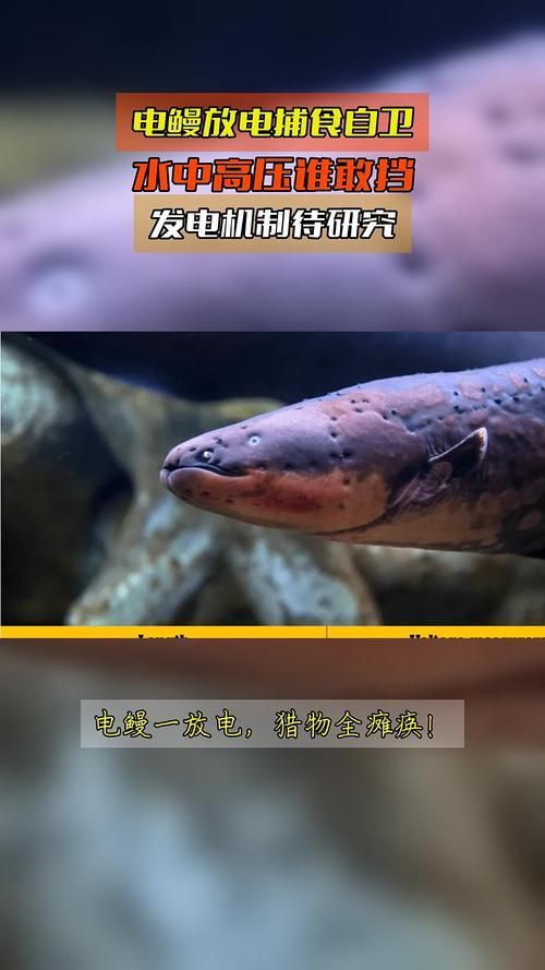 電鰻捕獵時有哪些策略？，——多條電鰻捕獵的完整生物學策略