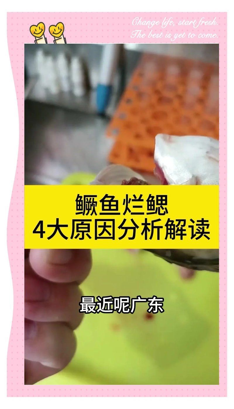 如何預防鰓蓋爛洞病的發生，如何預防鰓蓋爛洞病的發生用戶要求詳解如何預防鰓蓋爛洞病的發生