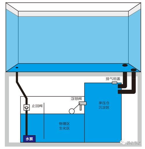 如何設(shè)置淡水水族箱，如何設(shè)置淡水水族箱設(shè)置 如何設(shè)置淡水水族箱，如何設(shè)置淡水水族箱設(shè)置 龍魚百科 第14張