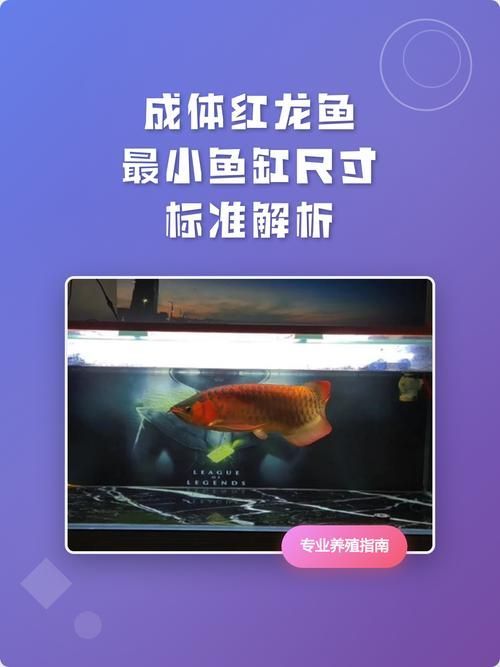 龍魚魚缸的最佳尺寸，龍魚缸的最佳尺寸 龍魚魚缸的最佳尺寸，龍魚缸的最佳尺寸 龍魚百科 第3張