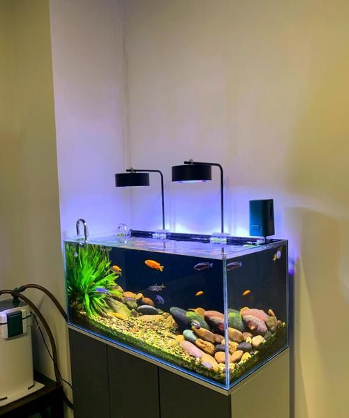 有沒有龍魚缸燈擺放視頻教程