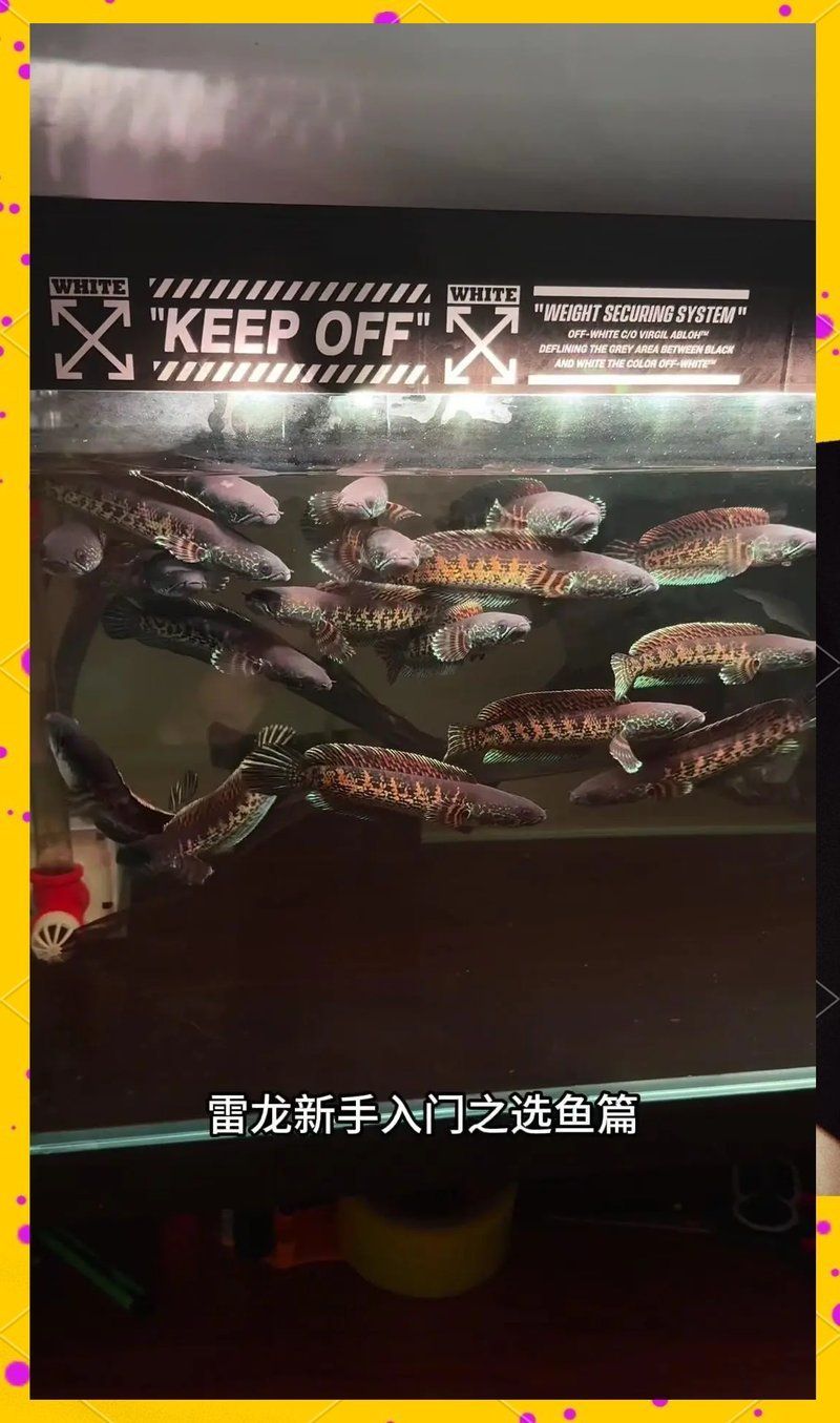 如何判斷雷龍魚的顏值高低？，如何判斷雷龍魚的顏值高低 如何判斷雷龍魚的顏值高低？，如何判斷雷龍魚的顏值高低 龍魚百科 第1張
