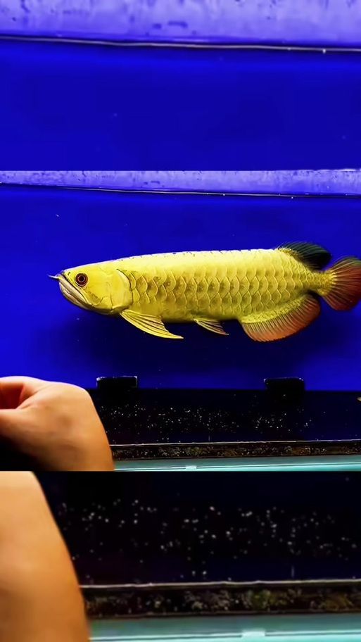 如何辨別新加坡龍魚的真偽？，如何辨別新加坡龍魚（scleropagesformosus） 如何辨別新加坡龍魚的真偽？，如何辨別新加坡龍魚（scleropagesformosus） 龍魚百科 第1張
