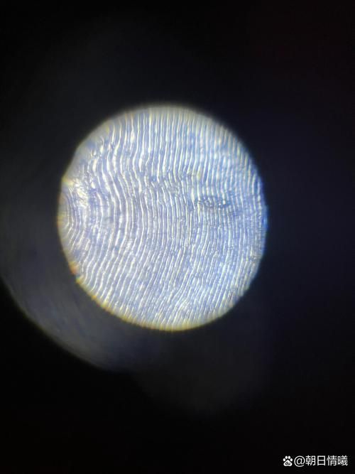 如何判斷龍魚的年齡？，如何判斷龍魚年齡